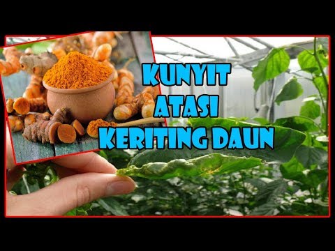 , title : 'CARA KILAT Atasi Keriting CABE & UKUR PH Tanah dg Kunyit | Overcoming Curly Chilli Plant & Care'