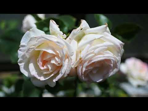 Farewell to Dogma；Tony Williams Trio