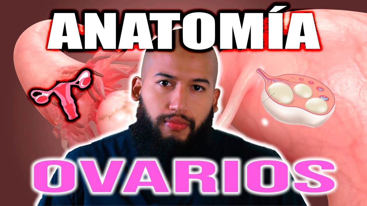 ANATOMÍA - OVARIOS (FUNCIÓN, SITUACIÓN, RELACIONES, VASOS Y NERVIOS)