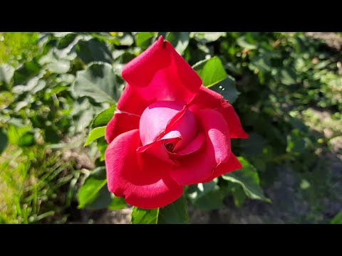 DOROFEEVA "Prom Queen" edit video