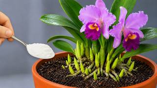 Just One Simple Trick! Propagate Cattleya Orchids Easily & Get Flowers All Year Round!