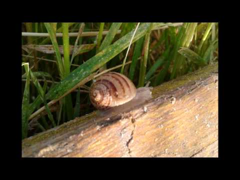 La Lumaca Valle del Belice Roccamena (PA)