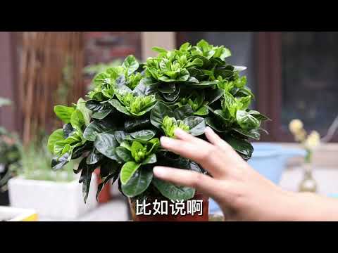 梔子花怎麼養