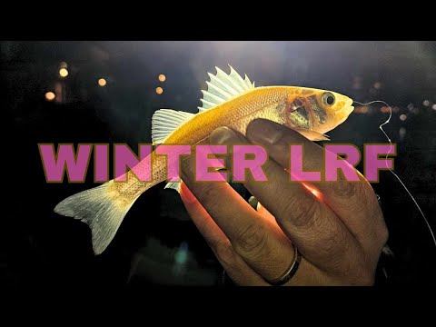 Småarter fra havnen