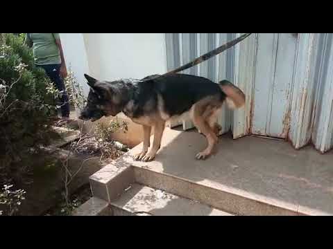 2.5 year old female today on heat available 8722258048