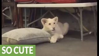 Lion cub intensely watches nature documentary on TV