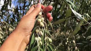 The European Olive Tree(Olea europaea, Oleaceae family): A Closer Look at its Morphology and Habitat