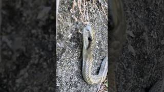 アオダイショウ様のお陰で久々に野川でブラックバス釣れました