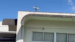 愛媛県伊予郡砥部町 12時 野ばら