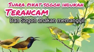 Download lagu Suara Pikat Sogon Indukan Terancam Kombinasi Sogon anakan memanggil mp3