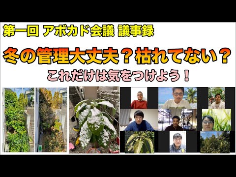 アボカドの木は霜を恐れますか?この植物を冬に適切に保つにはどうすればよいですか？寒さから守る4つのポイント  庭園