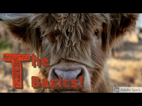 Heilen Coo Care! The Basics!