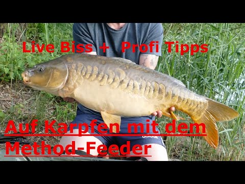 Professional method feeder fishing for carp with live bite