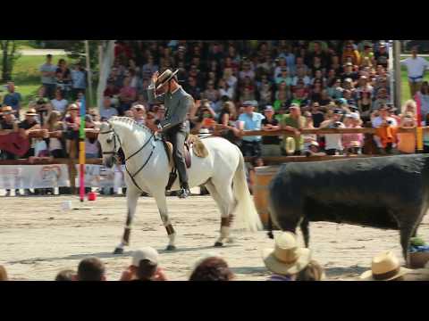 GONÇALVES,JOAO ANDRE 909, POR - World Championship Working Equitation 2018