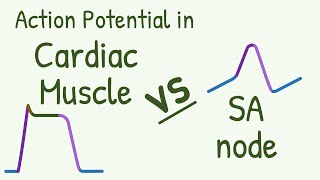 Action Potential in Cardiac Muscle vs SA Node a Comparison