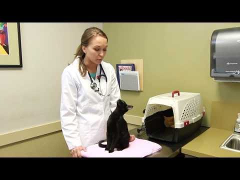 Natural Treatment for a Common Cold Infection in Cats