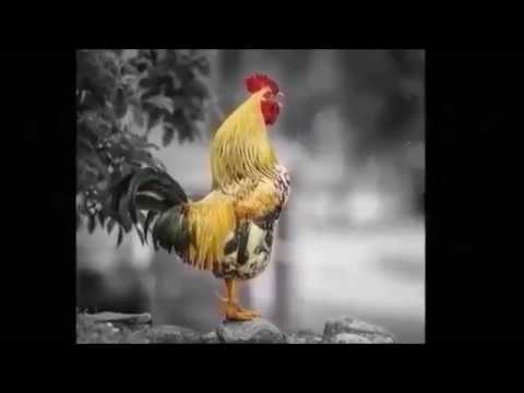 VIOLA CHIC CHIC - TIÃO CARREIRO