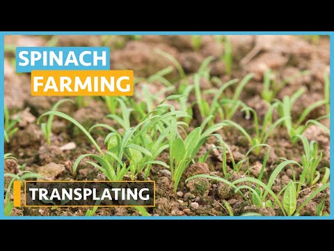 Spinach Farming Lesson 1 Introduction and Seed Selection