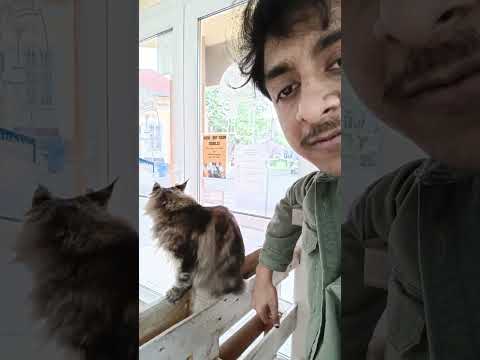 Interview of Cat Philosophers l Arif Zaman l Debrecen