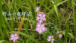 野山の歳時記　涼風吹く、渓流沿いで咲いていた花など　2025年7月15日