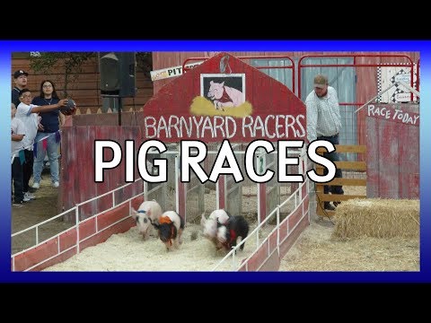 Pig Races at the LA County Fair