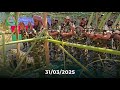 Arakan Rohingya Salvation Army New Video Eid Mubarak Full Time Army Namaz In Arakan