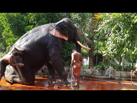 Uttoly Raman @ Chakkumarassery Temple on 15/04/2021