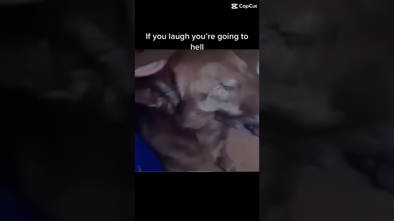 Jasper noo #youtubeshorts #funny #america #dog #googlyeyes