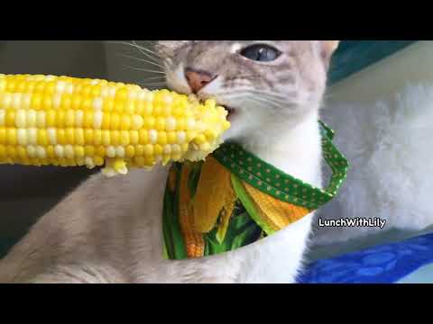 ASMR- Cat Eating Corn