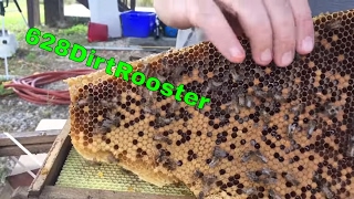 Second Hive Removal With Jeff And Smoking Bees With Taco Bell Nacho Chips