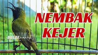 Download lagu SOGON FIGHTER LANGSUNG RESPON DENGAR SUARA SOGON GACOR  PART 123 mp3
