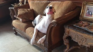 Funny Talkative Deaf Great Dane Complains He Doesn't Want To Get Off His Loveseat