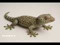 Vidio Dan Suara Tokek Agar Anak Tidak Rewel Dan Cerewet Fypshorts Fypyoutube Tokek Suaratokek