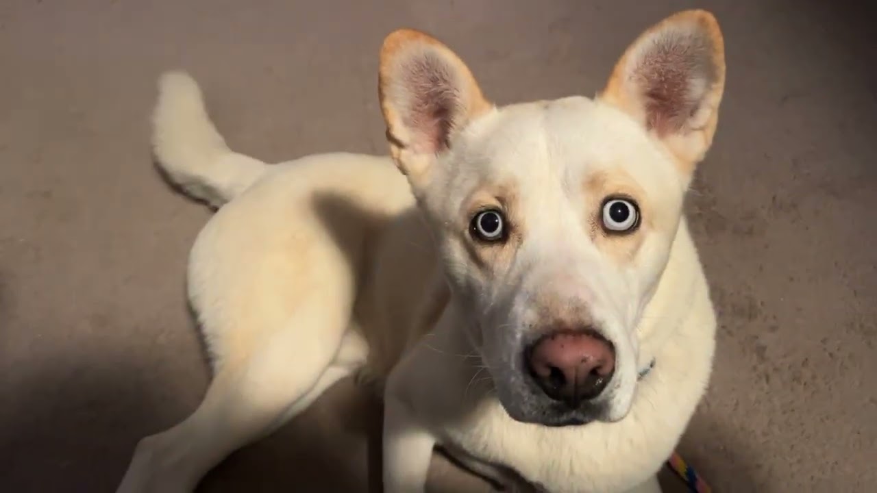 Reign, a Adoptable Mixed Breed in Fredericksburg, VA video 5/5