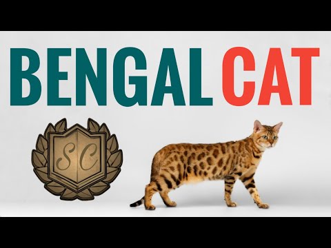 Bengal Cat - A Brief History, Characteristics And Facts - Saiful Chemistry