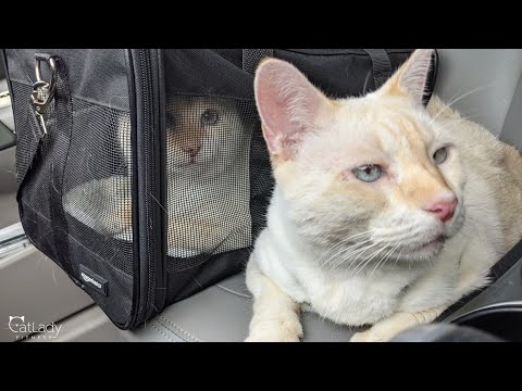 two cats, one carrier 🥴