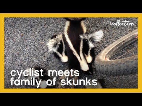 Cyclist Meets Family of Skunks | The Pet Collective