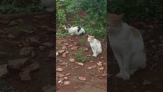 Download the video "#cat#2cats"