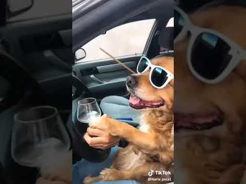 Hogra 😈😈3inani..t3e..karti