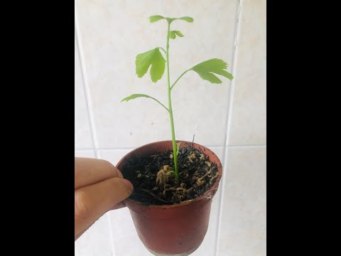 銀杏樹購買