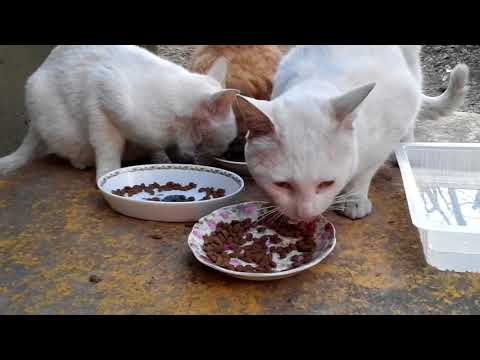 Feline Activities Mar. 16,2018 (part 18: DAJONGEE acclimatized to new area)