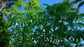 Swaying Cassava Plants in the Sunny Windy Morning