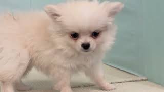 ハーフ犬の動画01