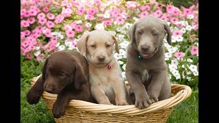Video preview image #1 Labrador Retriever Puppy For Sale in MORGANTOWN, PA, USA