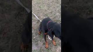Video preview image #1 Doberman Pinscher Puppy For Sale in Buffalo, MN, USA