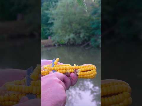 Asa se prinde un Crap cu Porumb fiert 🌽 direct la Plută de sub salcie 🎣 #carpfishing #100k #fishing