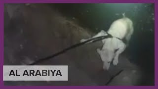 Saudi man risks life to rescue dog stuck in well