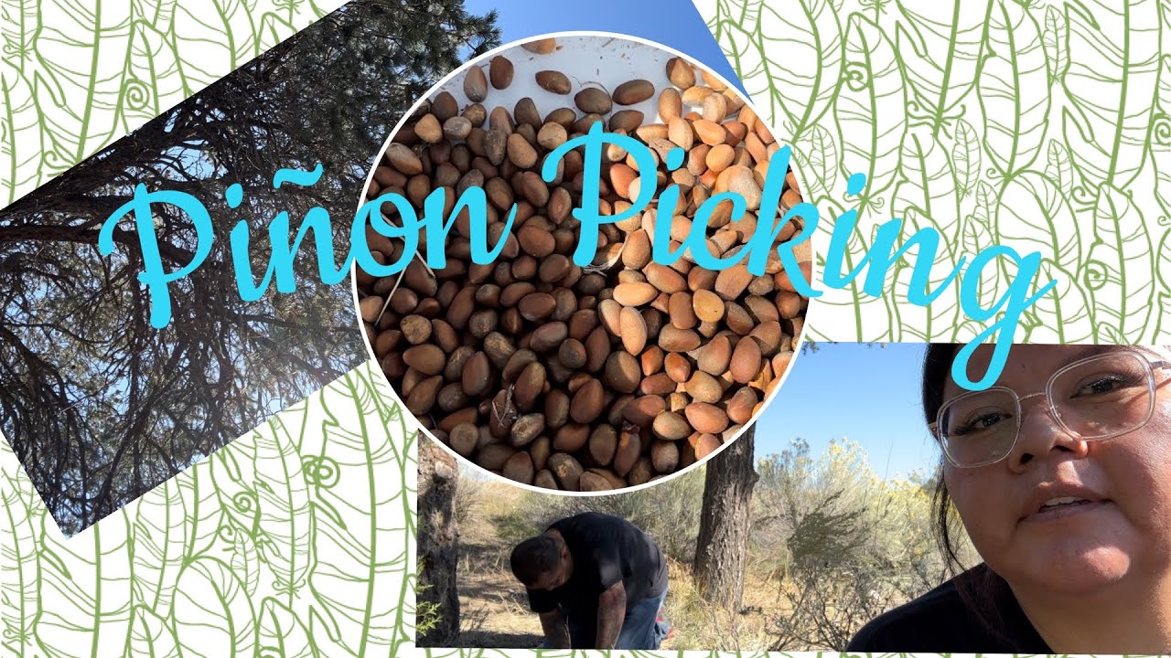 First Time Going Piñon Picking