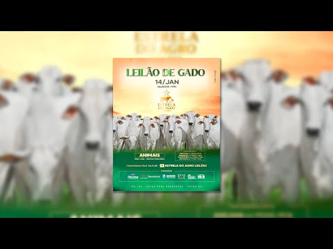 LEILÃO GADO DE CORTE ESTRELA DO AGRO LEILÕES  FAINA-GO 14/01/2026 | Leilão ao Vivo - Leilão de Gado