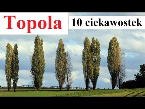 Poplar 10 interesting facts